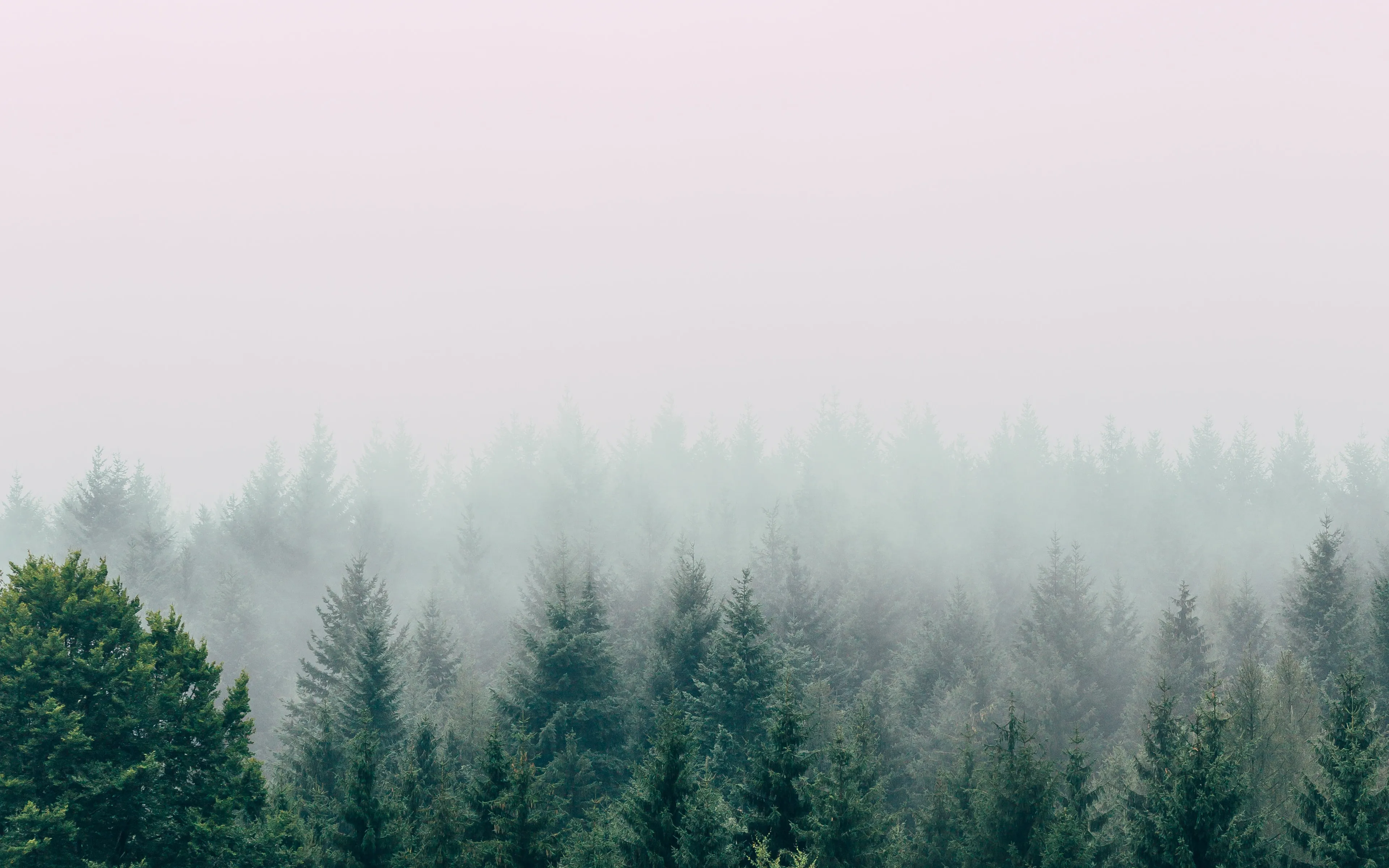 Bosque neblinoso
